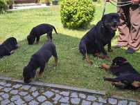 Sprzedam szczeniaka Rottweiler