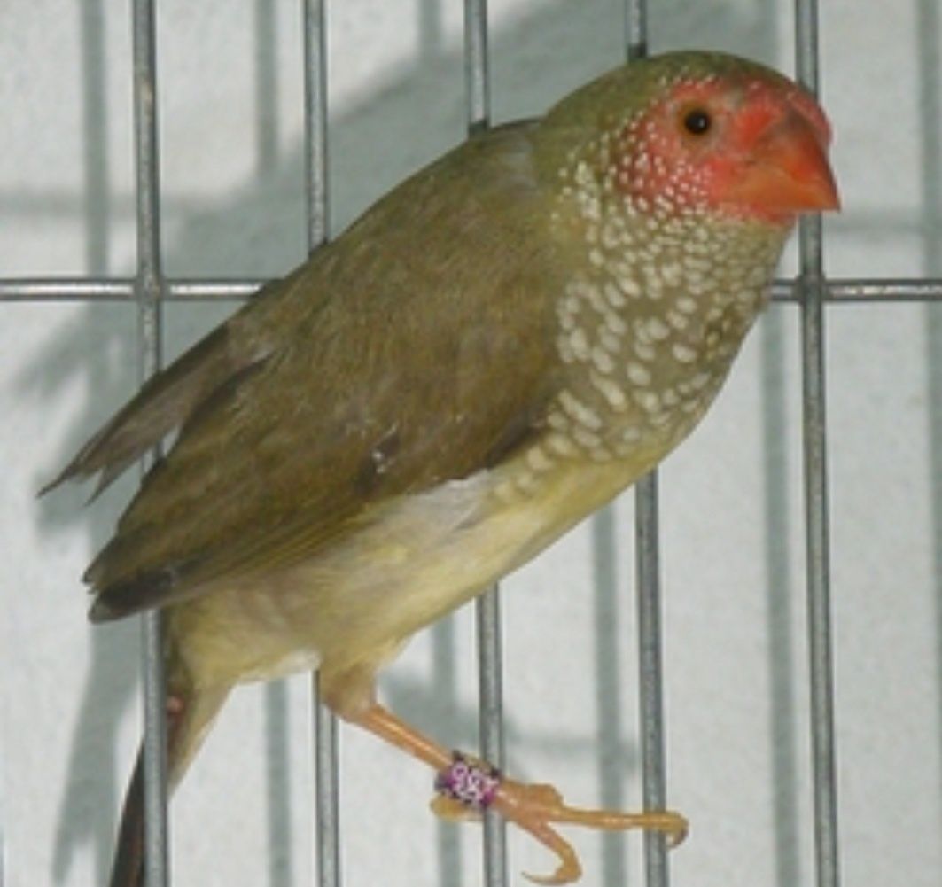 Aves Diamante gould