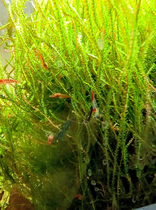 Krewetki Neocaradina mieszane 5 za 10 zł