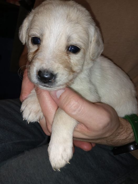 Suczka w typie labradora