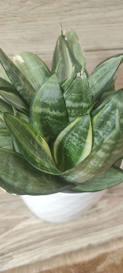 Sansevieria hahnii silver frost