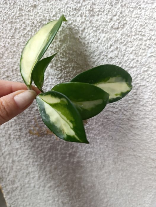 Hoya Carnosa Tricolor i inne