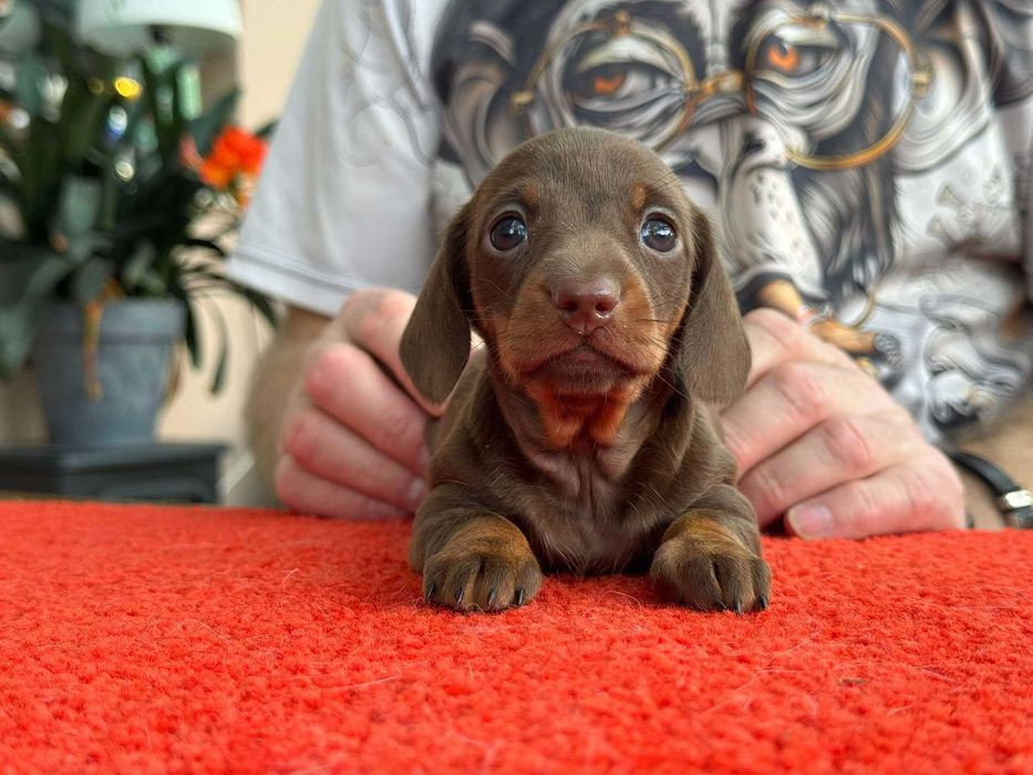 Jamnik krótkowłosy króliczy - CUDONY czekoladowy maluch  - ZKwP/FCI