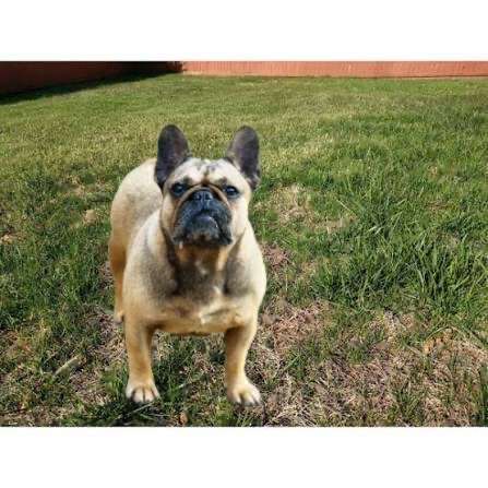 Красуня французського бульдога