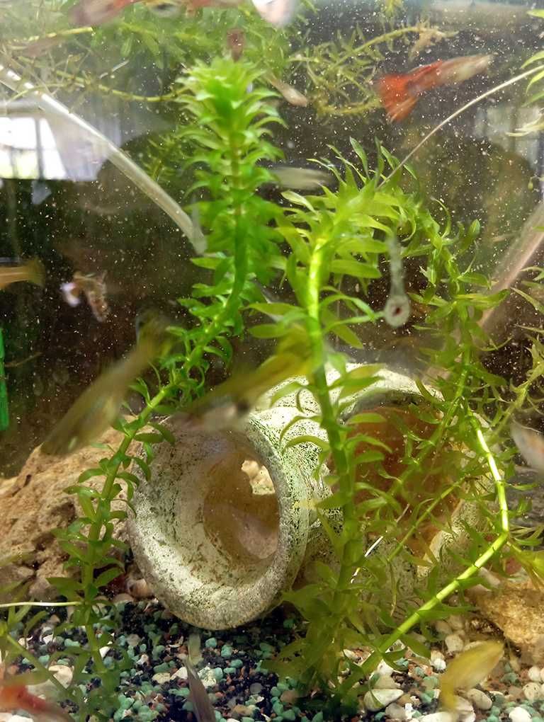Planta tubos aquário
