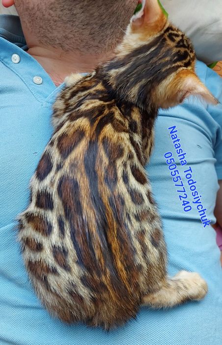 Яскравий клубний котик. WCF