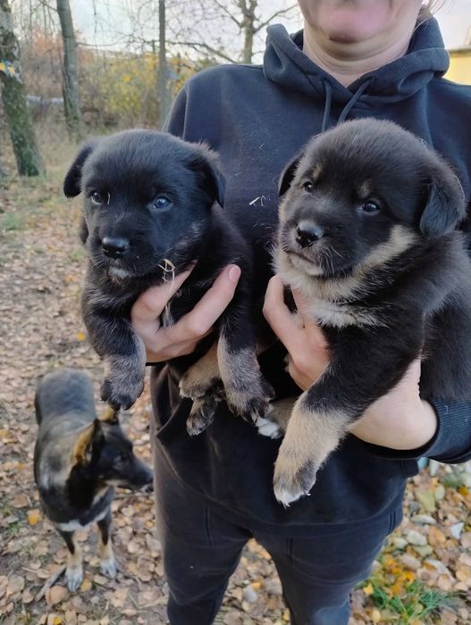 Szczeniaki do oddania w dobre ręce