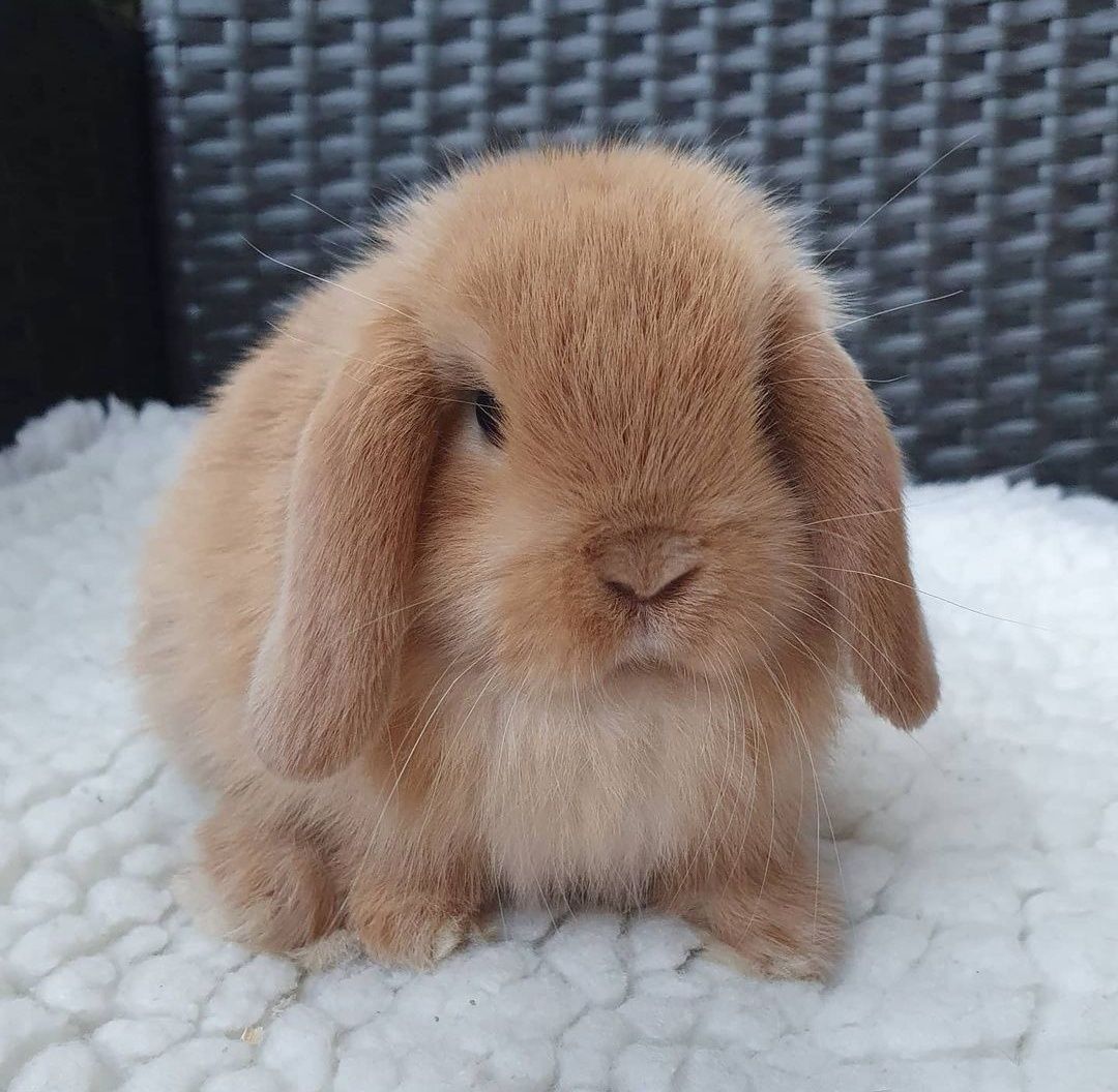 KIT Coelhos anões mini Lop(orelhudos) muito dóceis