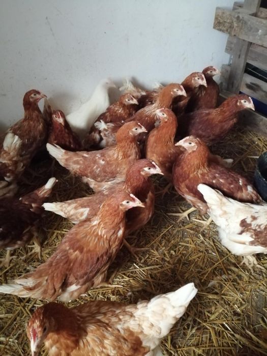Sprzedam młode kury nioski czerwone