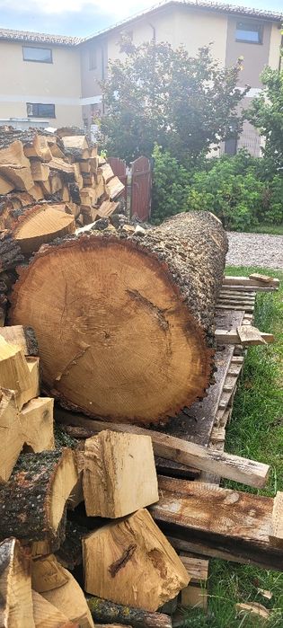 Dąb tartaczny, kłoda 3,1 m, średnica 62 cm