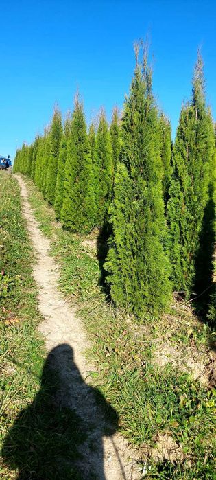 Продам рослини, туя брабант, смарагд, сосна кримська, сосна звичайна.