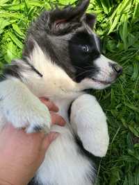 Border  Collie szczeniak