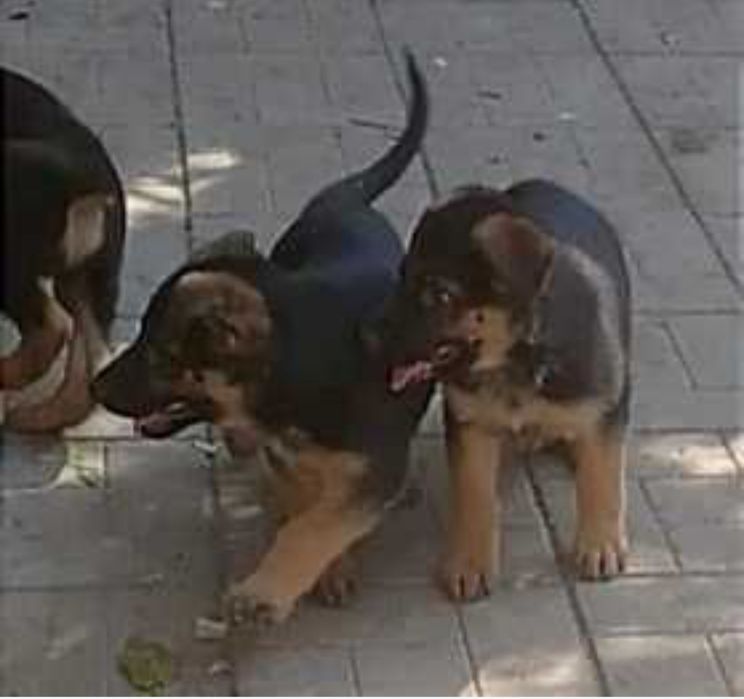 Щенки нем овчарки.Подростки и малыши.