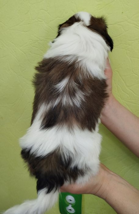 Чистокровний Ши-тцу хлопчик цуцик