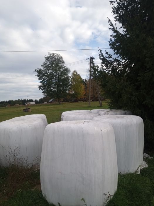 Sprzedam kiszonkę ze siana w balach