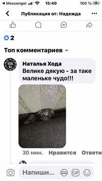 Шотландские скотишь фолд, мальчики.