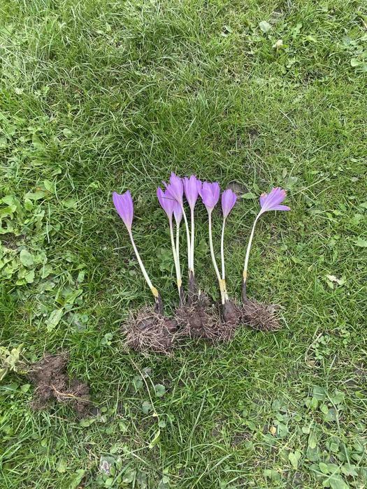 Безвременник або кохікум