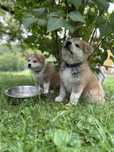Akita Japońska / Akita Inu – suczka z rodowodem