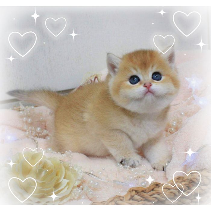 Золота британська шиншила кошеня кішечка та котик