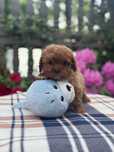 Cavapoo słodki piesek