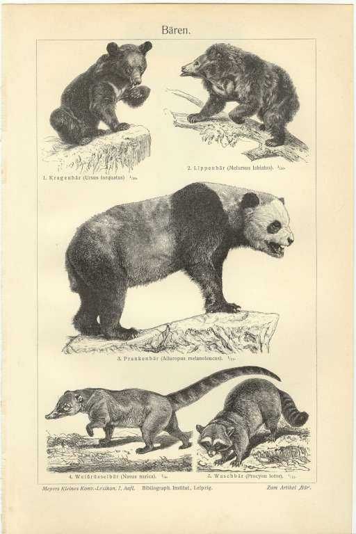 Niedźwiedzie, Nietoperze  oryginalne XIX w. grafiki