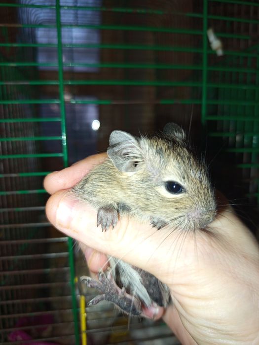 Веселые дегусята