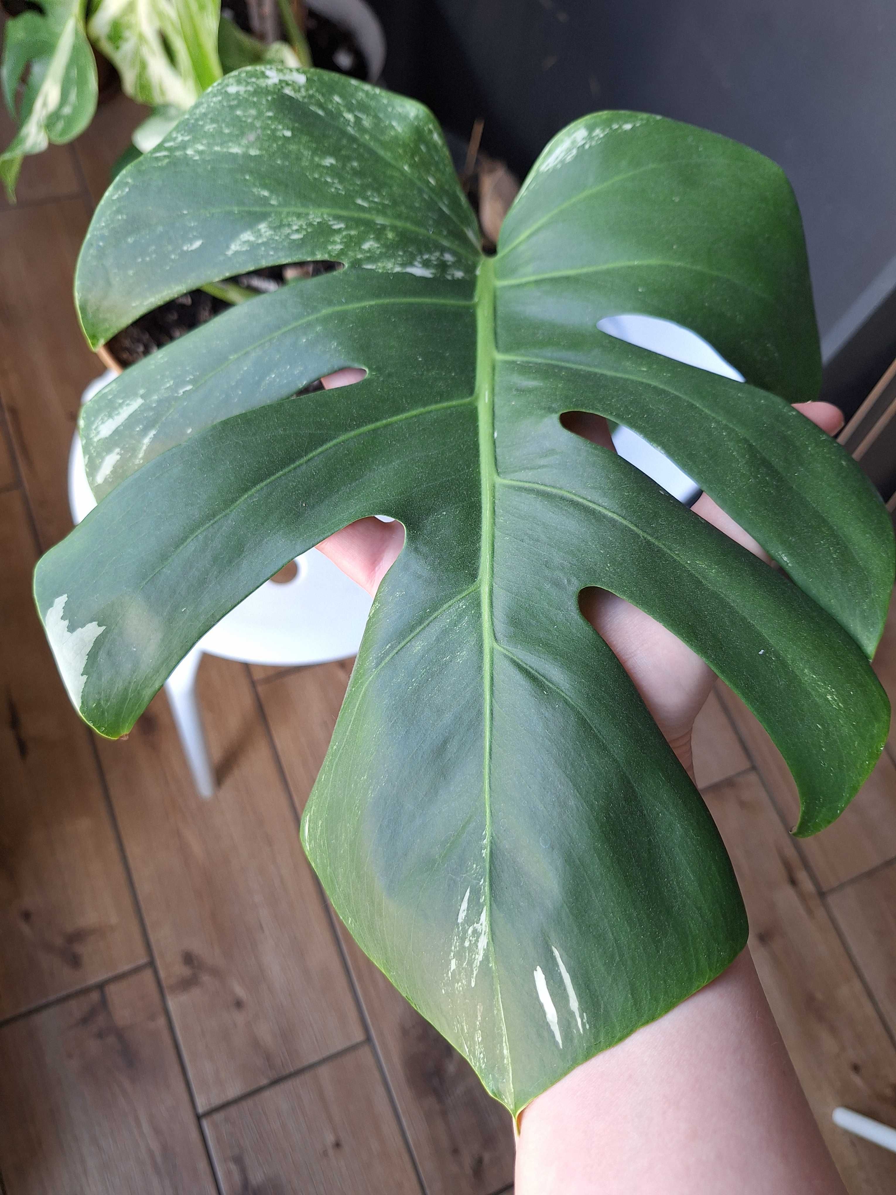 Монстера Альба Monstera albo варієгатна вариегатная