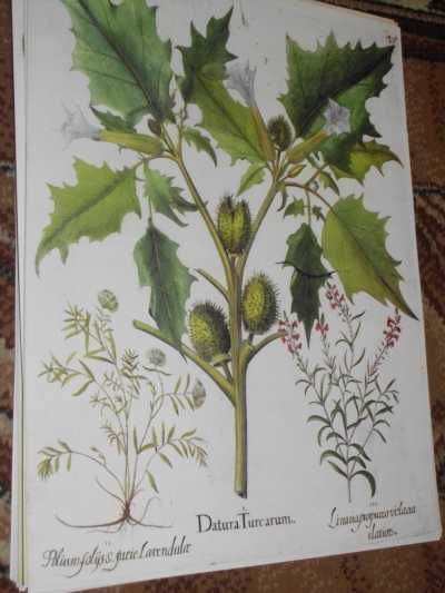 Reprint XVIII w. grafik Kwiaty 1713 r. - wysyłka olx