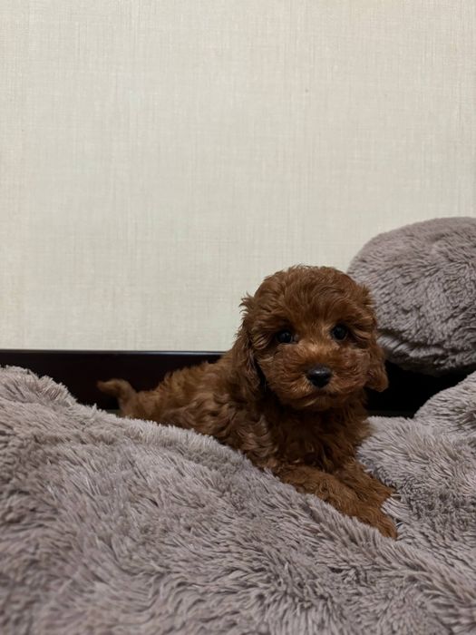 Дівчинка ред той пудель