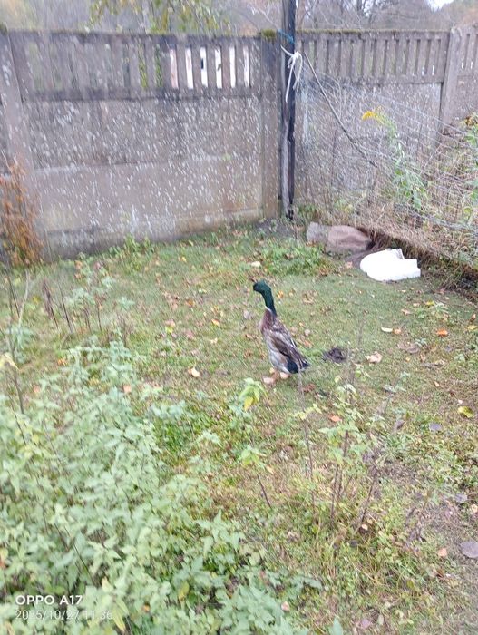 Sprzedam kaczki biegusy