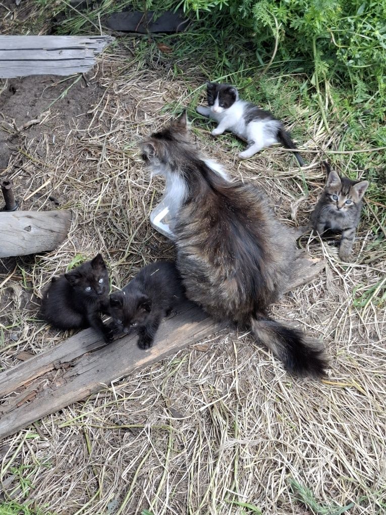 Котята бесплатно
