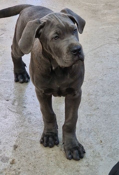 Cane Corso Italiano
