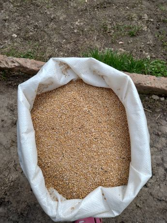 Зерноотход пшеничный