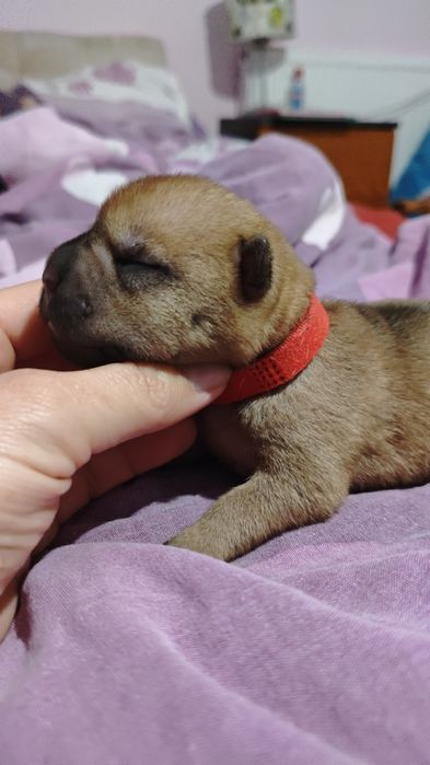 Szczenię ,pies Shar Pei