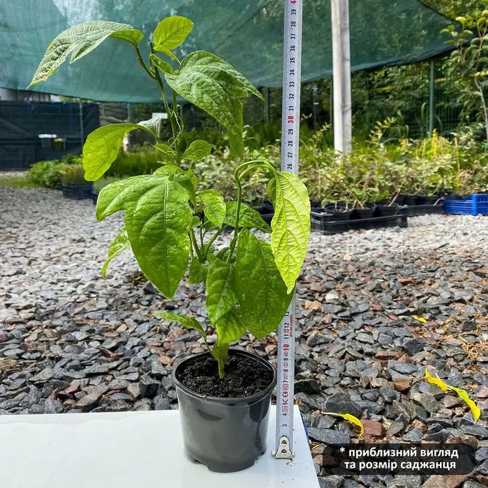 Маракуя пасіфлора