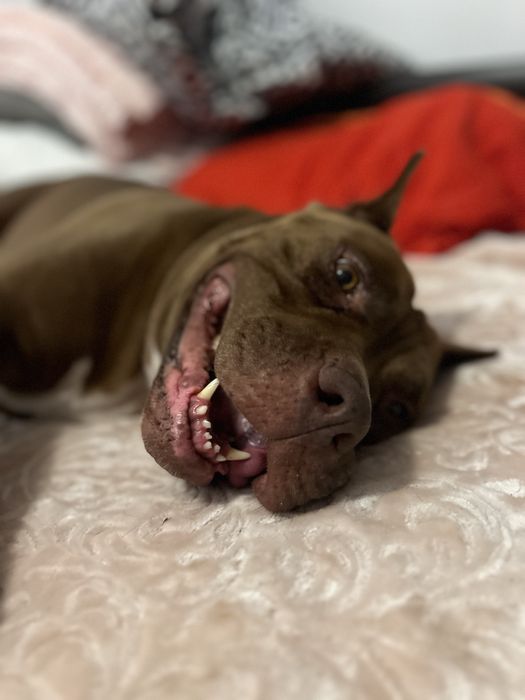 Sunia Coco rasy Pit Bull szuka domku