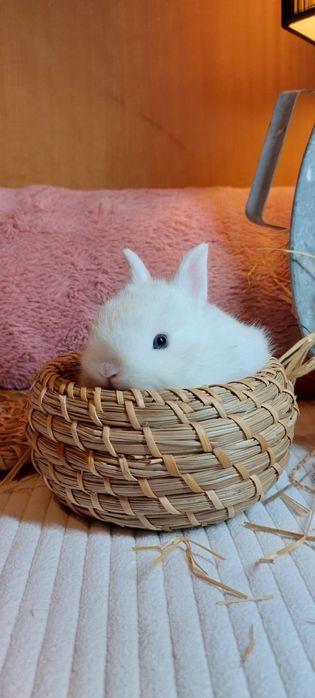 Coelho Anão excelente linhagem