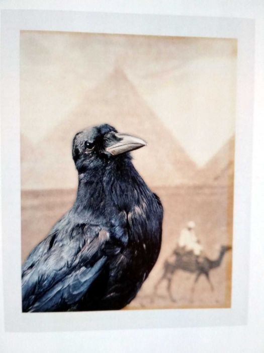 The Polaroid Book - Taschen (porte incluído)