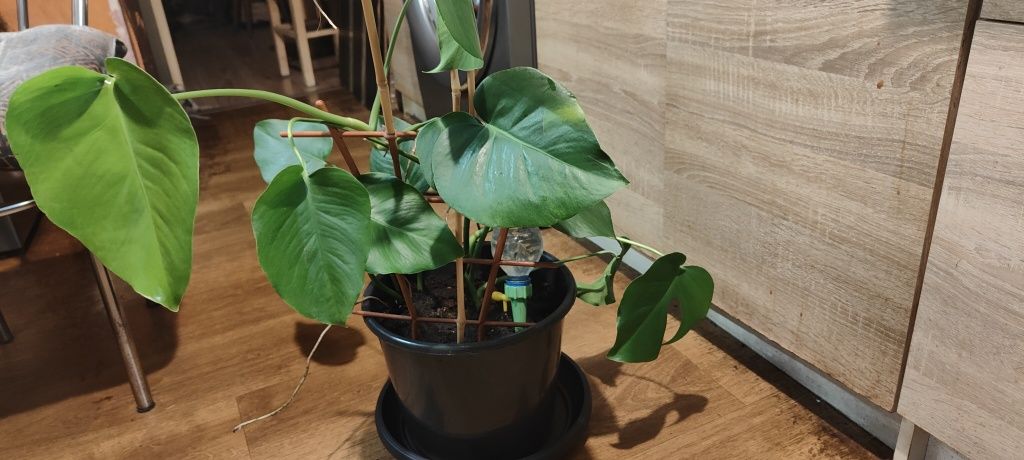 Kwiat monstera w doniczce
