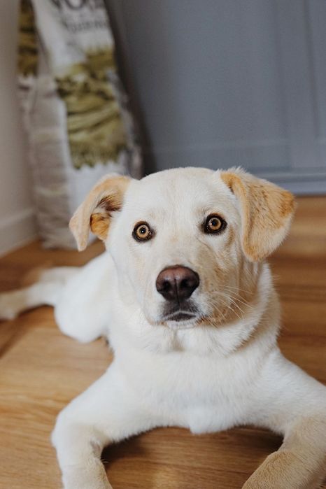 Cudowny Aki szuka domu