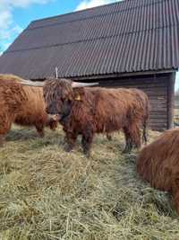 Byki Highland Cattle z małego gospodarstwa ekologicznego - 100% rasy