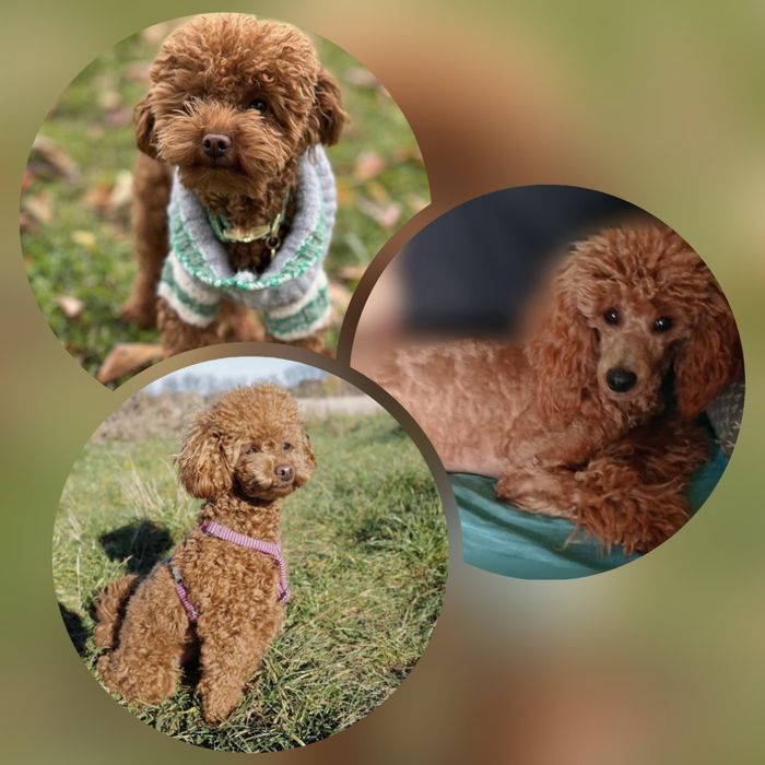 Pudel miniaturowy/toy maleńka suczka