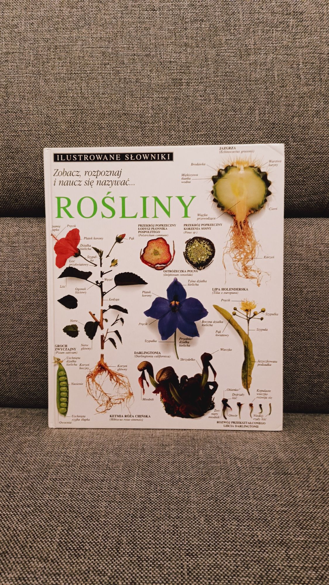 Książka "Rośliny" ilustrowany słownik