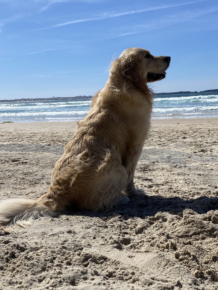 Golden retriver procura namorada