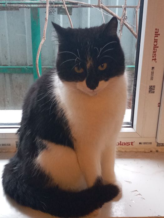 Котята в хорошие руки.