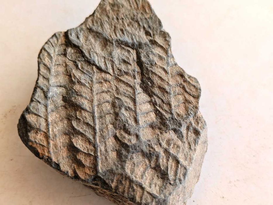 Caixa com mais de 200 fósseis portugueses variados