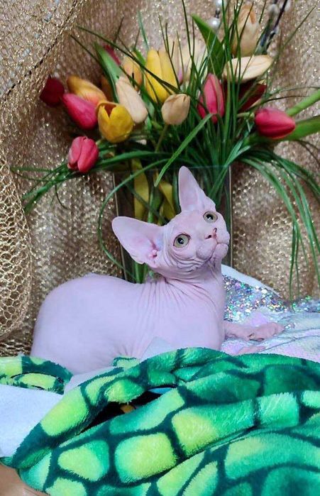 Канадський сфінкс хлопчик Алекс