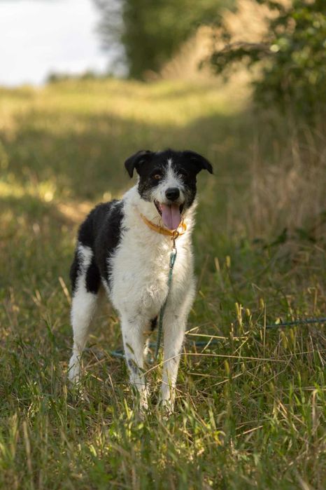 Piękny mix wyżła i teriera DONALD szuka domu !!