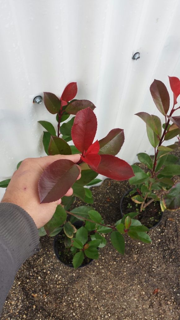 Photinias para sebes