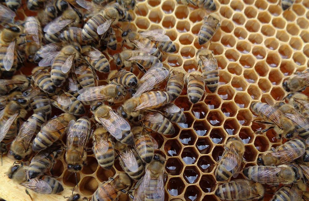 Pyszny miód z małej pasieki